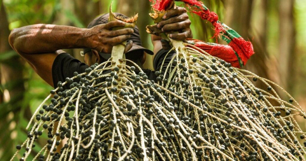 CNN na COP30: Veja o processo de produção do açaí