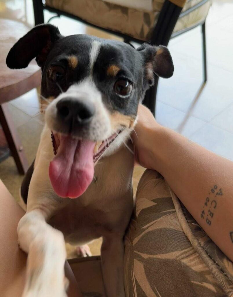 Família busca cachorro Pichulim desaparecido em Campo Grande