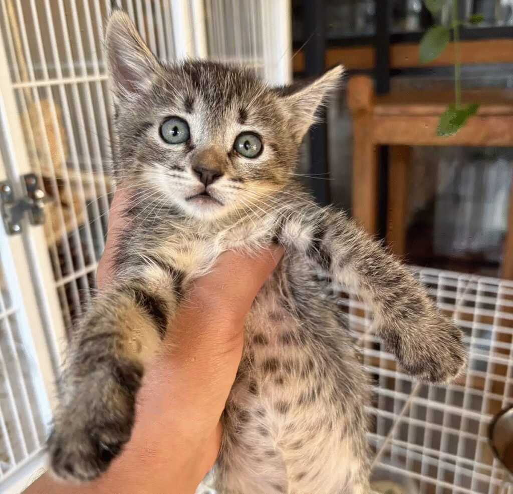 Feira de Adoção de Gatos em Campo Grande: Encontre Seu Novo Amigo!