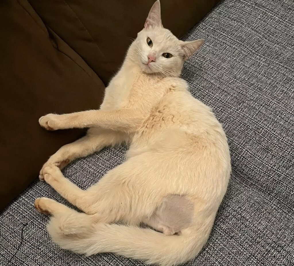 Gatinho foge perto do Cemitério Santo Antônio no sábado (15)