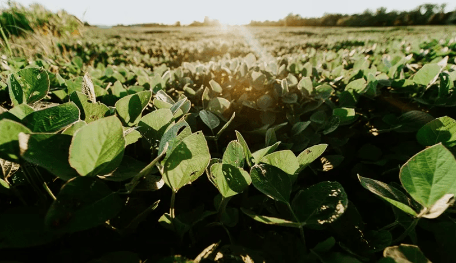 Veja lista de produtos do agro beneficiados por redução de tarifaço