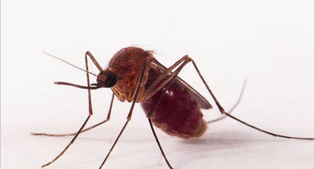 Veja remédios caseiros para coceira de picada de mosquito ou pernilongos