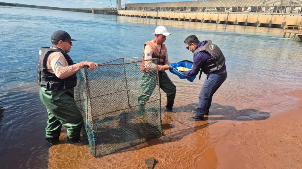 Cesp monitora piracema com chips em peixes do Rio Paraná