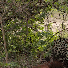 Filhote de onça-pintada brinca com capivara no Pantanal