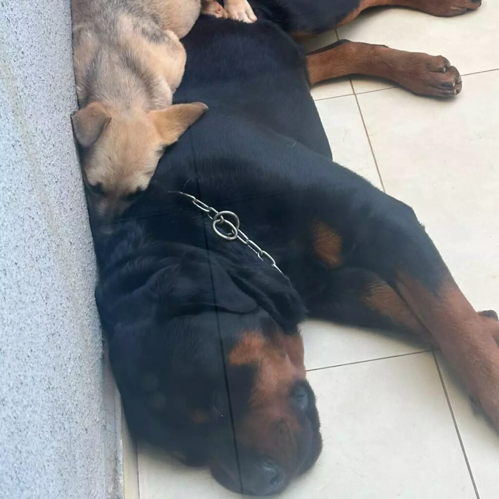Rottweiler e vira-lata desaparecem em Campo Grande