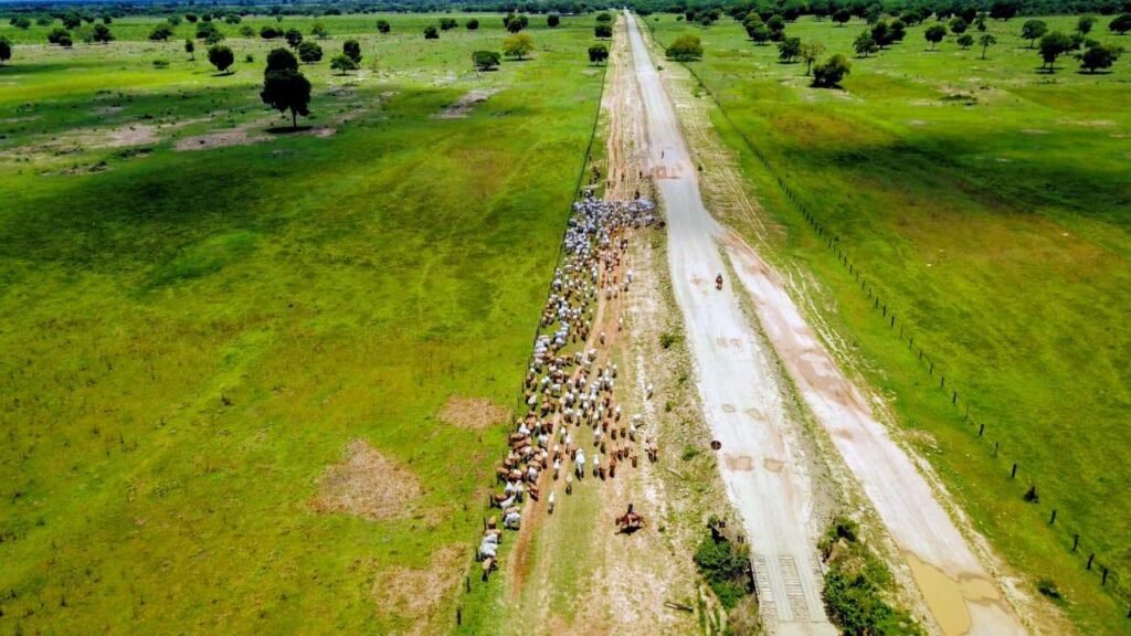 grandes grupos financeiros dominam terras e mudam uso do solo no bioma