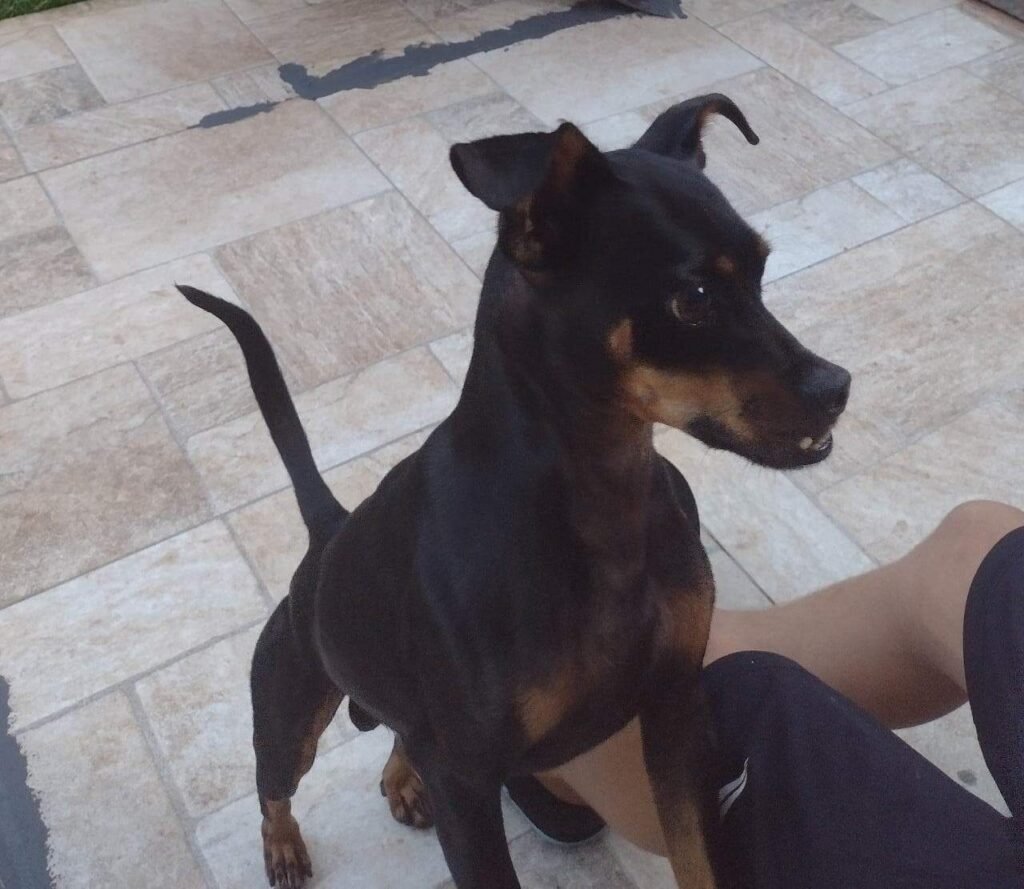 Família busca cão desaparecido após portão abrir durante chuva