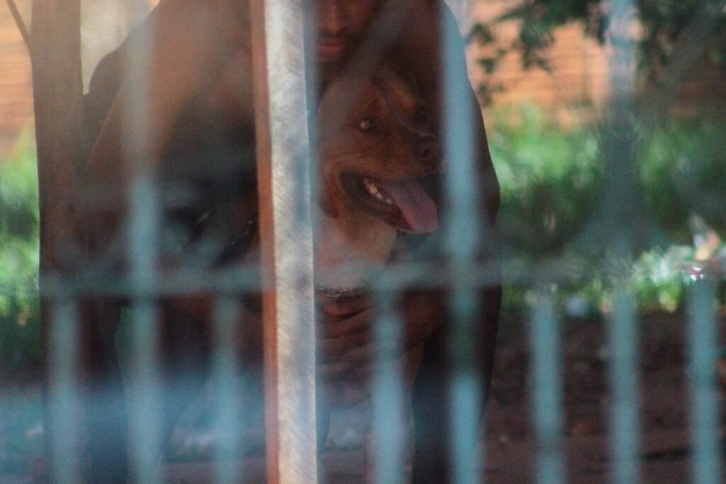 Grávida atacada por pitbull recebe alta em Campo Grande; bebê passa bem
