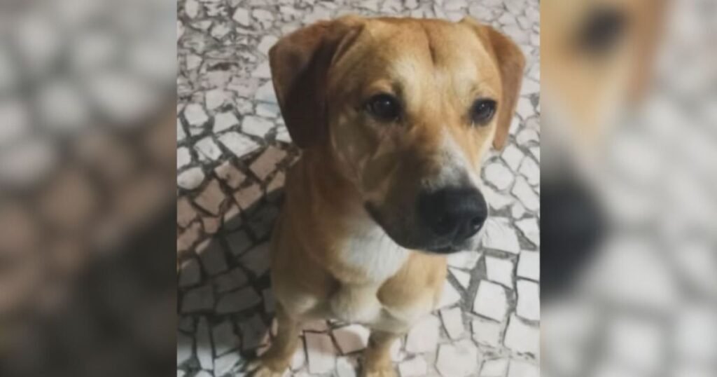 Suspeitos de matar cão Orelha tentaram afogar outro cachorro, diz polícia