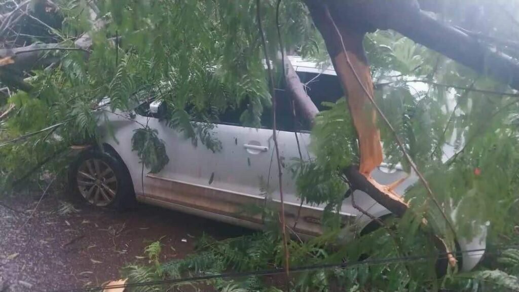 Árvore cai e destrói carro em Campo Grande; morador sem seguro