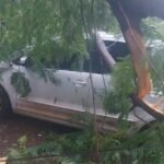 Árvore cai e destrói carro em Campo Grande; morador sem seguro