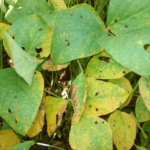 Aumento de casos de ferrugem asiática da soja em MS: 68 focos registrados