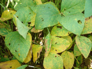 Aumento de casos de ferrugem asiática da soja em MS: 68 focos registrados