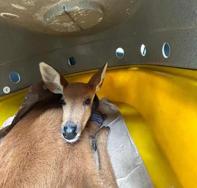 Cervo-do-Pantanal é resgatado com sinais de desidratação em rodovia do Brasil