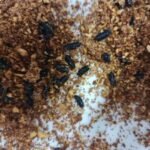 Estudo de perito médico-legista da Polícia Científica de MS, publicado pela UFMS, amplia técnicas da medicina legal