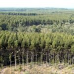 Florestas plantadas entram na conta do capital