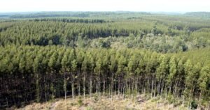 Florestas plantadas entram na conta do capital