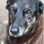 Hospital veterinário municipal passa a funcionar 24 horas em São Paulo