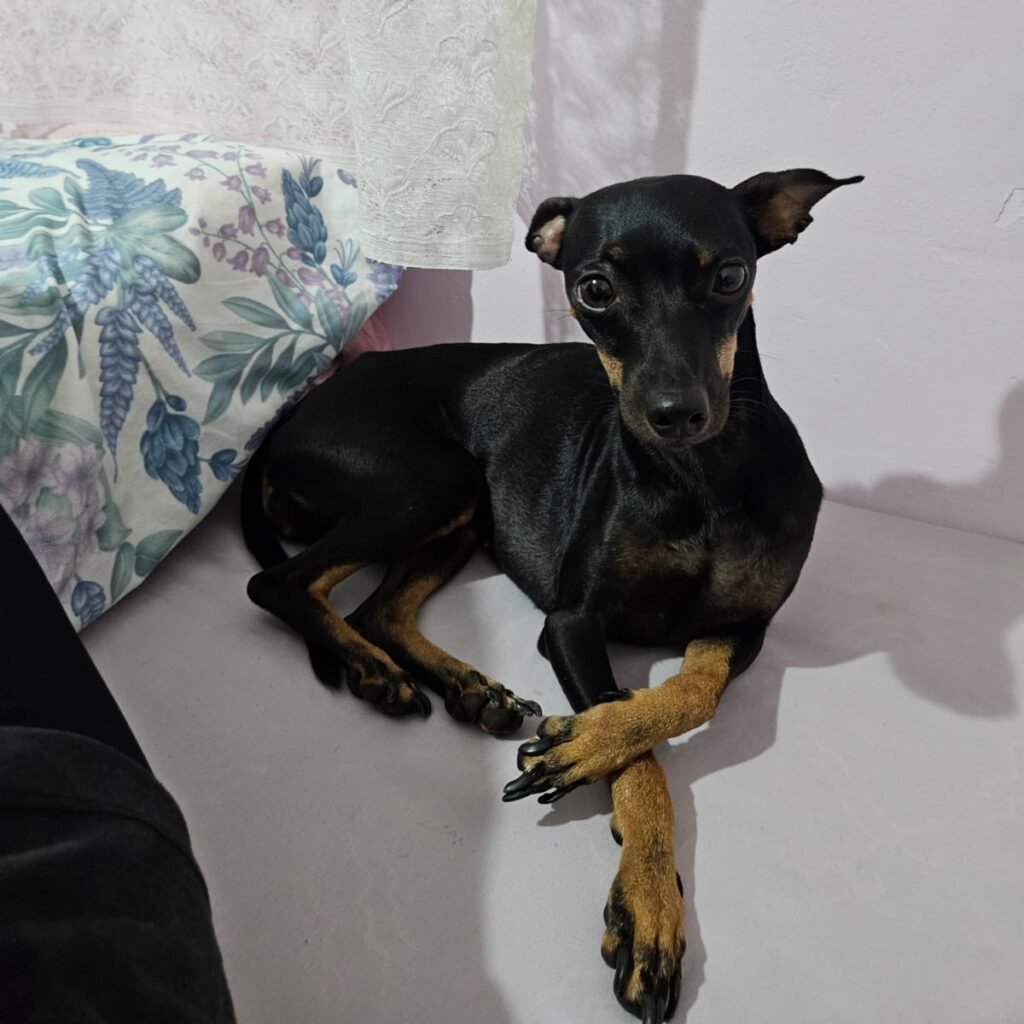 Pinscher desaparecida em Campo Grande