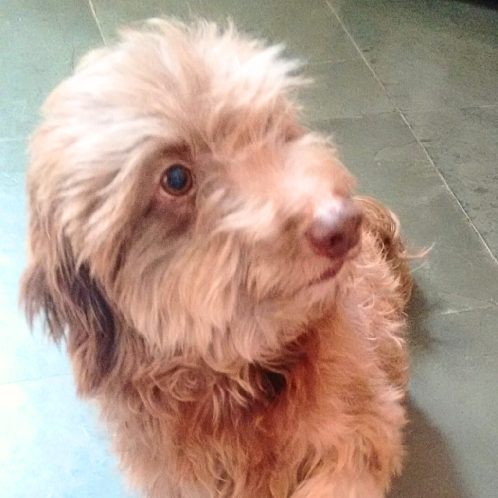 Poodle idoso Prince desaparece em Campo Grande; família busca há 3 dias