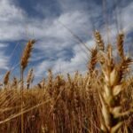 Preocupação com seca nos EUA dão suporte aos preços do trigo