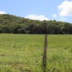 Recuperação de pastagens em MS avança com políticas públicas estruturantes, crédito e tecnologias