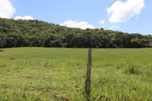 Recuperação de pastagens em MS avança com políticas públicas estruturantes, crédito e tecnologias