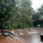 árvores caem e deixam ruas sem energia