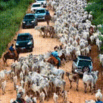 comitiva de gado preserva tradição em meio à natureza exuberante