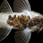 Bioparque alcança a 100ª espécie reproduzida e se consolida como o maior banco genético vivo de água doce