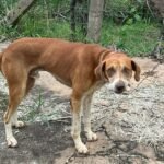 Cachorro Caramelo Perdido em Campo Grande: Ajude a Encontrá-lo!