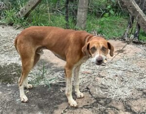 Cachorro Caramelo Perdido em Campo Grande: Ajude a Encontrá-lo!