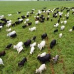 Com maior crescimento do país, agro de MS é fruto de incentivo, modernidade e sucesso do homem do campo