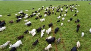 Com maior crescimento do país, agro de MS é fruto de incentivo, modernidade e sucesso do homem do campo