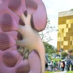 Dia Mundial do Rim: doenças renais são silenciosas e exigem atenção