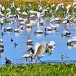 Governo de MS mobiliza secretarias e vai contribuir com uma série de ações na COP15 – Agência de Noticias do Governo de Mato Grosso do Sul