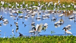 Governo de MS mobiliza secretarias e vai contribuir com uma série de ações na COP15 – Agência de Noticias do Governo de Mato Grosso do Sul