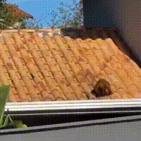 Macaco-prego invade cozinha em Campo Grande e é resgatado