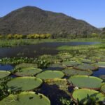 Pantanal é ponto de parada e alimentação para 190 espécies de aves migratórias do Continente – Agência de Noticias do Governo de Mato Grosso do Sul