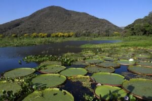 Pantanal é ponto de parada e alimentação para 190 espécies de aves migratórias do Continente – Agência de Noticias do Governo de Mato Grosso do Sul