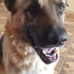 Pastor alemão Boris desaparece em Campo Grande nessa quarta, 4