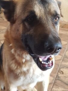 Pastor alemão Boris desaparece em Campo Grande nessa quarta, 4