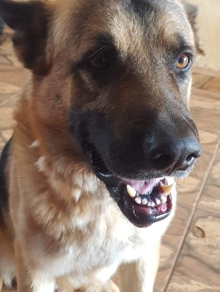 Pastor alemão Boris desaparece em Campo Grande nessa quarta, 4