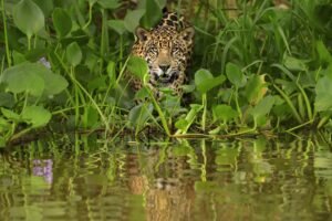 pesquisadora explica limites da convivência no Brasil