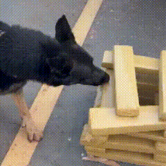 46 kg de maconha são achados em cooperativa de vans em Campo Grande