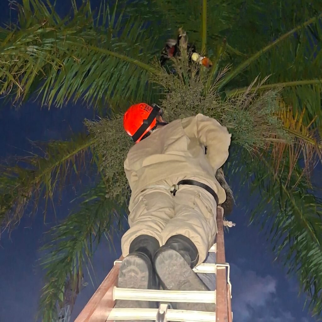 Bombeiros resgatam tucano preso em linha de pipa em Corumbá