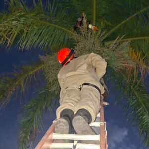 Bombeiros resgatam tucano preso em linha de pipa em Corumbá