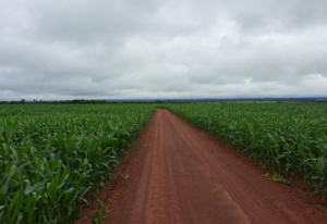 Colheita da soja em MS chega a 94,9% em abril de 2025