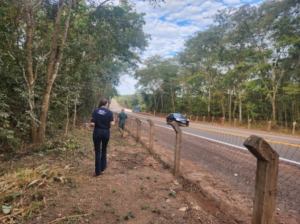 MS lidera testes contra atropelamentos de fauna silvestre