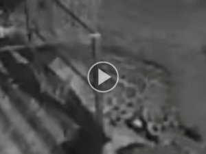 Onça-pintada mata cadela em varanda de casa em Corumbá